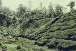 _MG_4654-Modifier