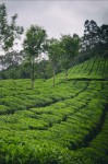 _MG_4704-Modifier